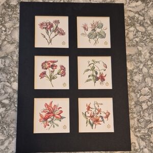 Vintage Minton Mini Botanical Prints Set In A Black Mat